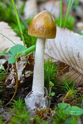 Amanita sinicoflava